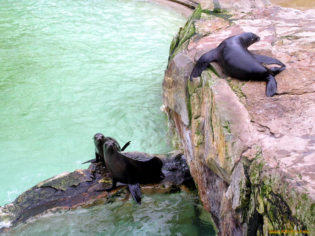 berlin, zoo, , , , , 
